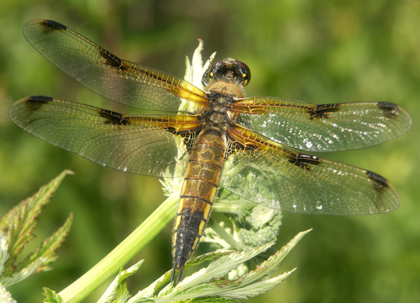 Libellula_quadrimaculata_boislevin210511_2rec%20-%20copie